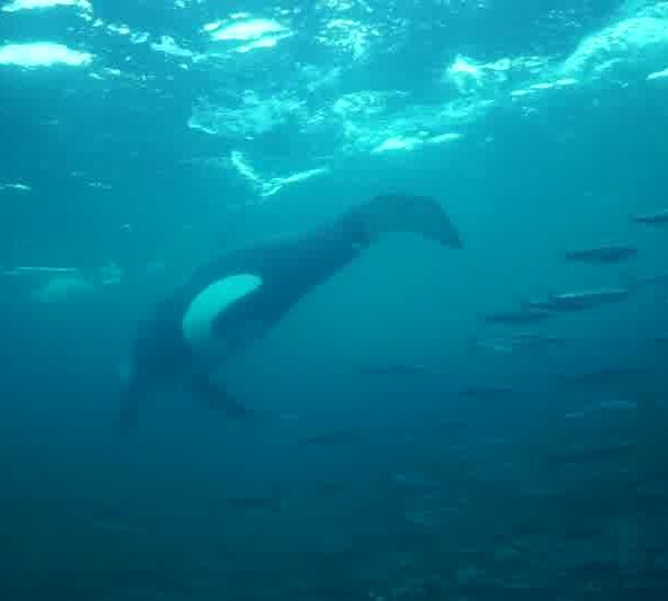 orques-orca-4-Amazing-male-trhought-herring-ball