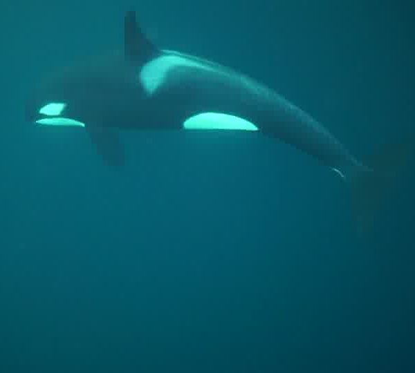 orques-orca-4-Amazing2