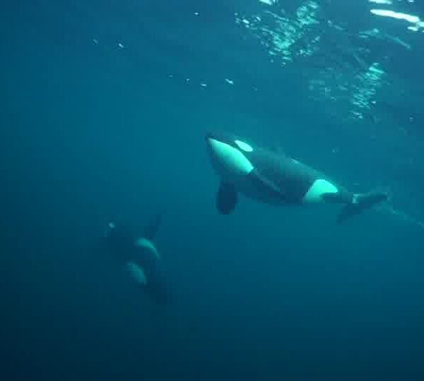 orques-orca-4-EXTRA
