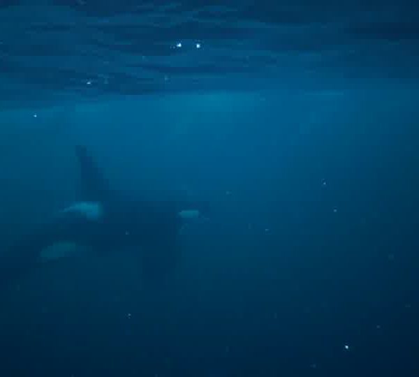 orques-orca-amazing-feeding