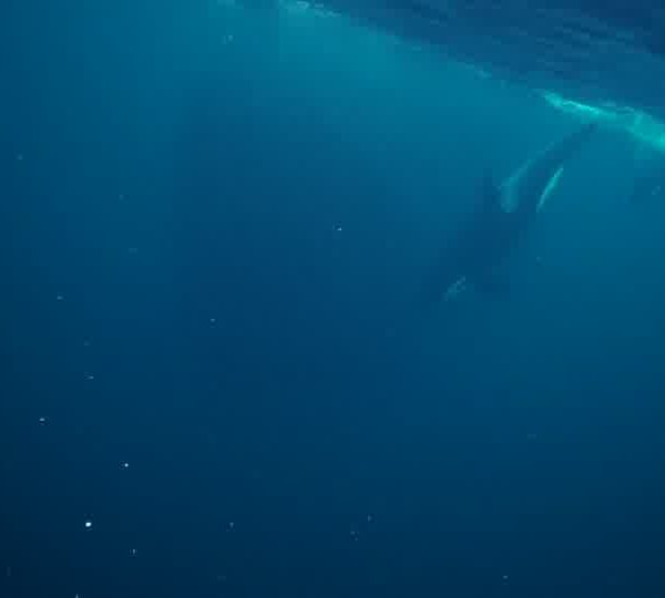 orques-orca-baby-feeding