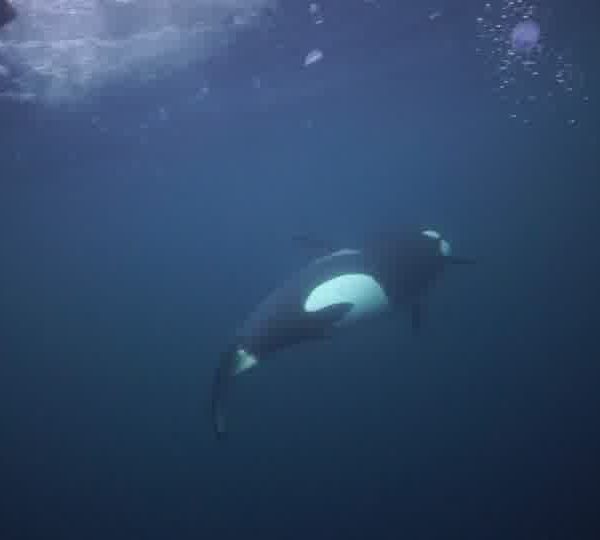 orques-orca-backflip