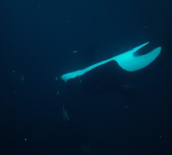 orques-orca-excellent-laptail1