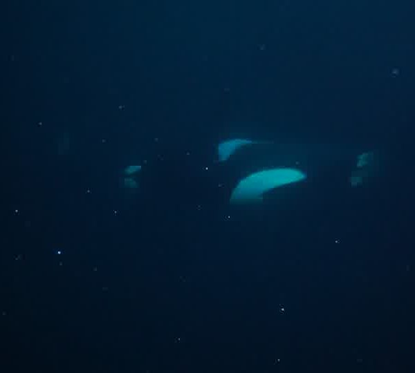 orques-orca-excellent-laptail2