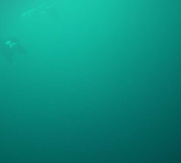 orques-orca-family-with baby