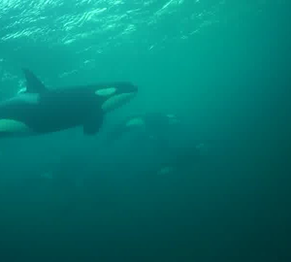 orques-orca-family1