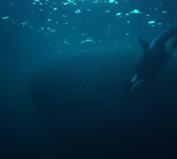 orques-orca-feeding-2