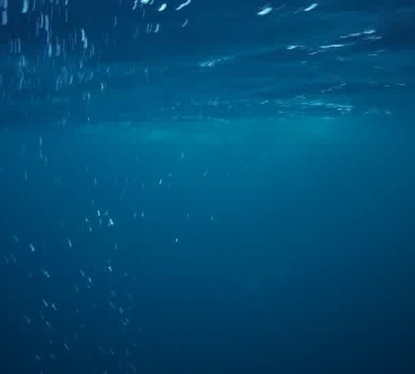 orques-orca-feeding-20kw