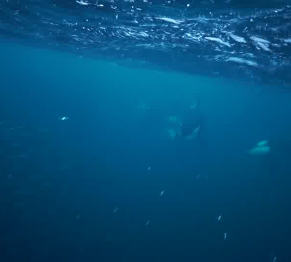 orques-orca-feeding-close