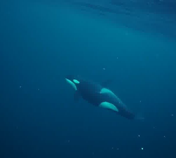 orques-orca-feeding-great-light2