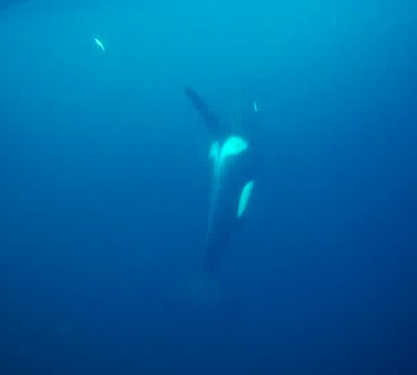 orques-orca-feeding-herrings