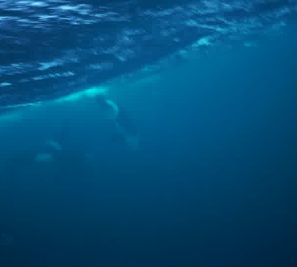 orques-orca-feeding-laptail-ok