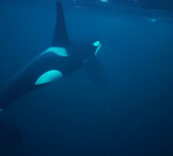 orques-orca-feeding-very-close