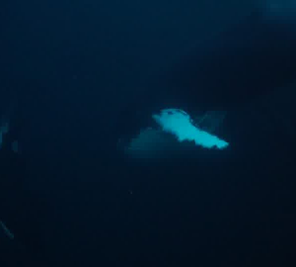 orques-orca-feeding-with-humpback-whale1