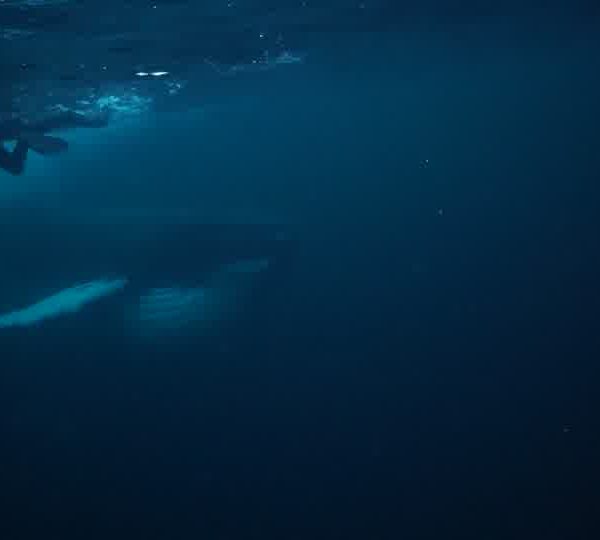orques-orca-feeding-with-humpback-whale3