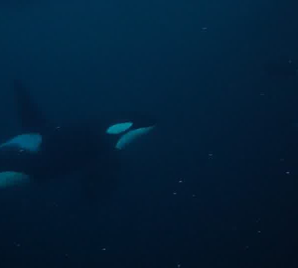 orques-orca-feeding1
