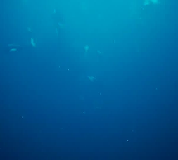 orques-orca-feeding7