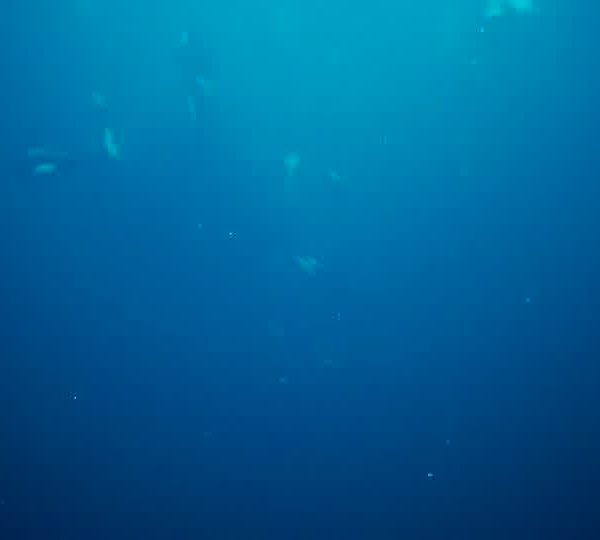 orques-orca-feeding7