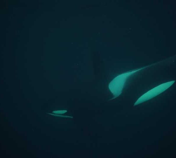 orques-orca-female-very-close