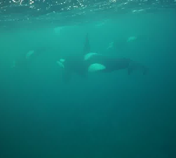 orques-orca-good-shallow
