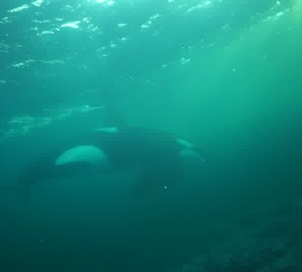 orques-orca-great-light