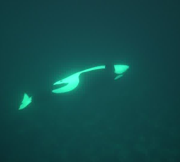 orques-orca-herrings-ok