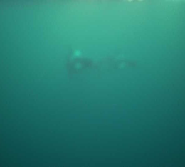 orques-orca-juvenile-close-1