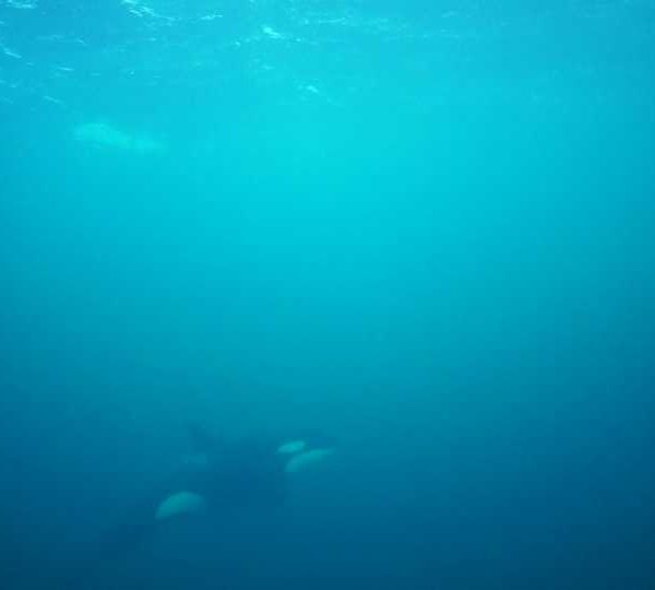 orques-orca-juvenile-good