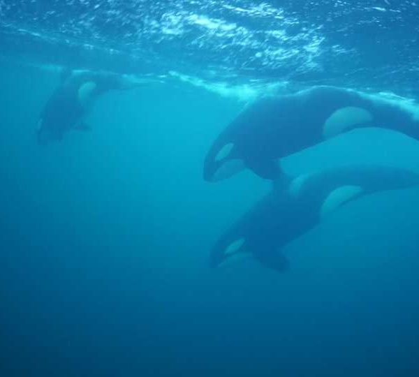 orques-orca-juvenile-great1
