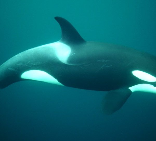 orques-orca-leilaniHB