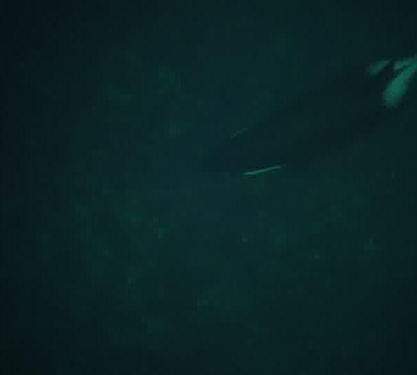 orques-orca-male-close-ok