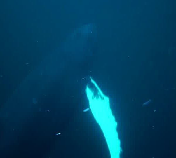 orques-orca-mindblowing-effect