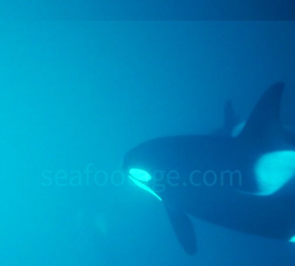orques-orca-very-close-1hb