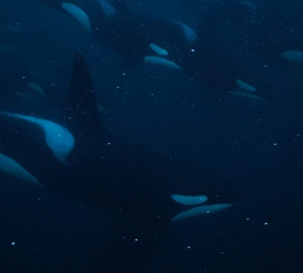 orques-orca-very-close-okok