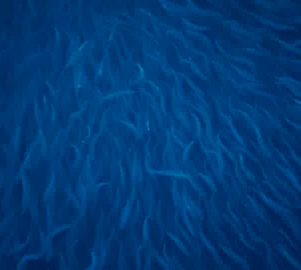 orques-orcas-herring-in-light