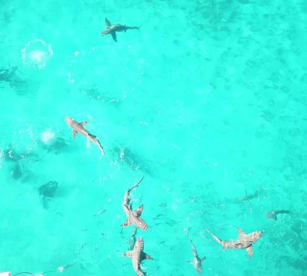 plan_drone_requin_plongeurs_sous_la_surface