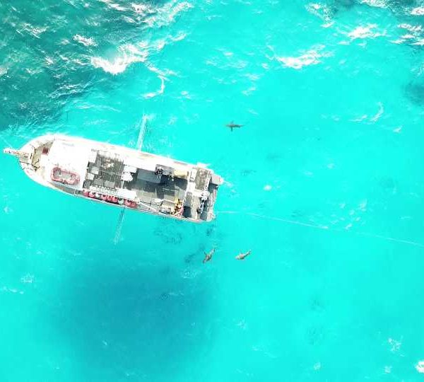 plan_drone_tiger_beach_avec_requin_vue_bateau