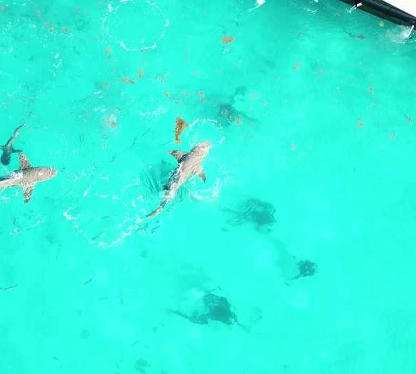 plan_drone_tiger_beach_plongeurs_requins