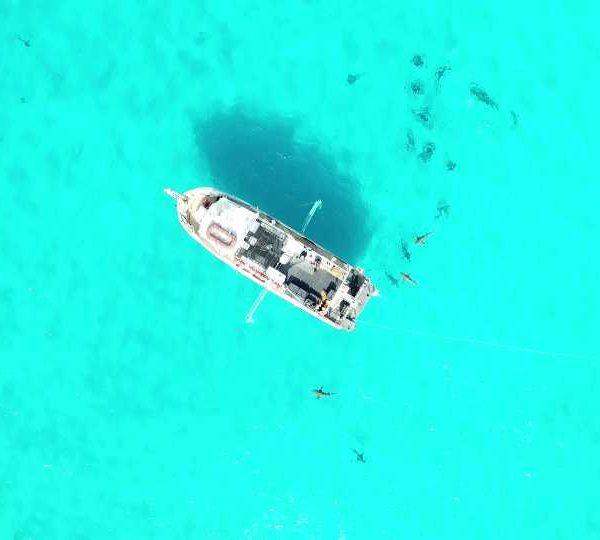 plan_drone_tiger_beach_requin_bateau_plongeurs