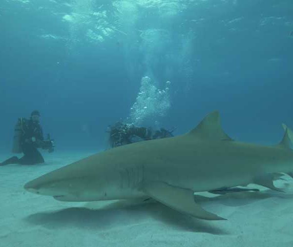 plongeuse_qui_nage_avec_un_requin_nourrice_et_vient_se_metttre_dans_le_groupe_des_photographes