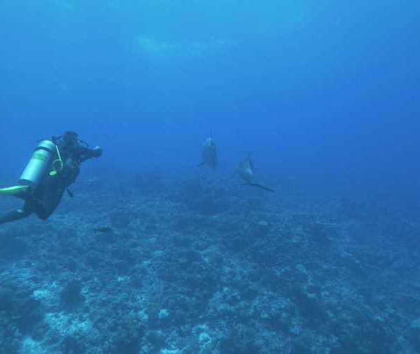 rencontre_dauphins_plongeurs