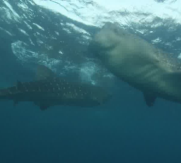 requin_baleine_final__voix_V2_new_1