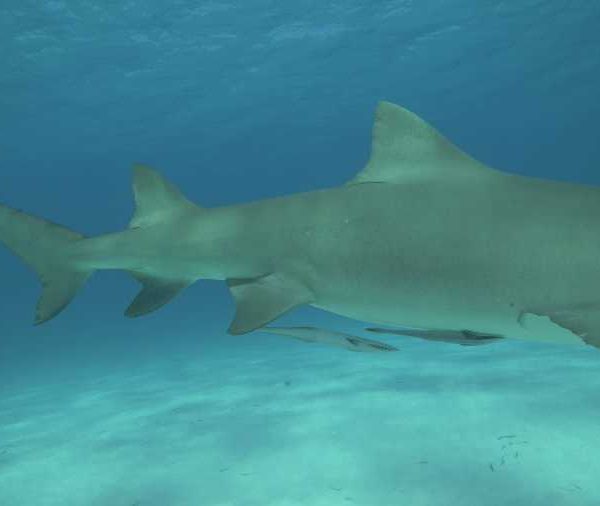 requin_citron_qui_vient_vers_camera_pour_se_poser_sur_le_sable