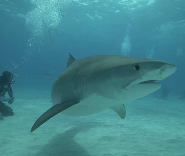 requin_tigre_qui_passe_devant_camera_plongeurs