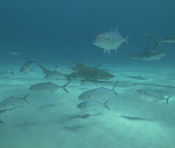 requin_tigre_tres_proche_suivi_par_des_requins_nourrice_sur_le_sable