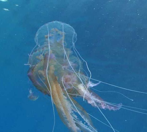 the_Jellyfish