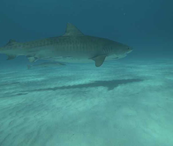 tigre_qui_passe_sur_le_sable