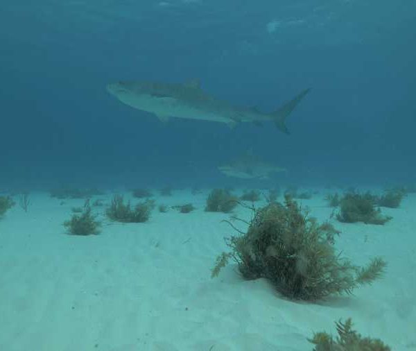 tigre_qui_vient_vers_les_photographes_avant_de_partir_sous_le_bateau